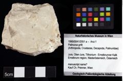 Foto (Objket + Etiketten) von Palinurus grilli 